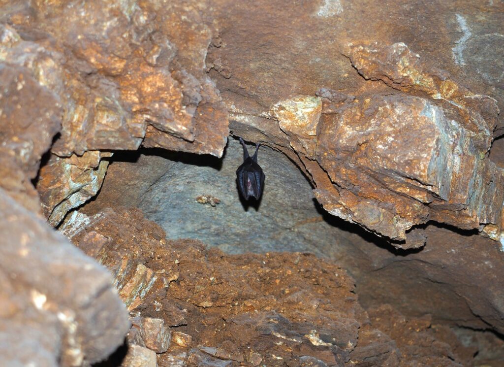Visites guiades a les coves del Pasteral