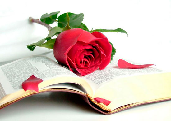 Sant Jordi a Girona: 31 pobles on roses, dracs i llibres cobren vida! - On Anem Avui?