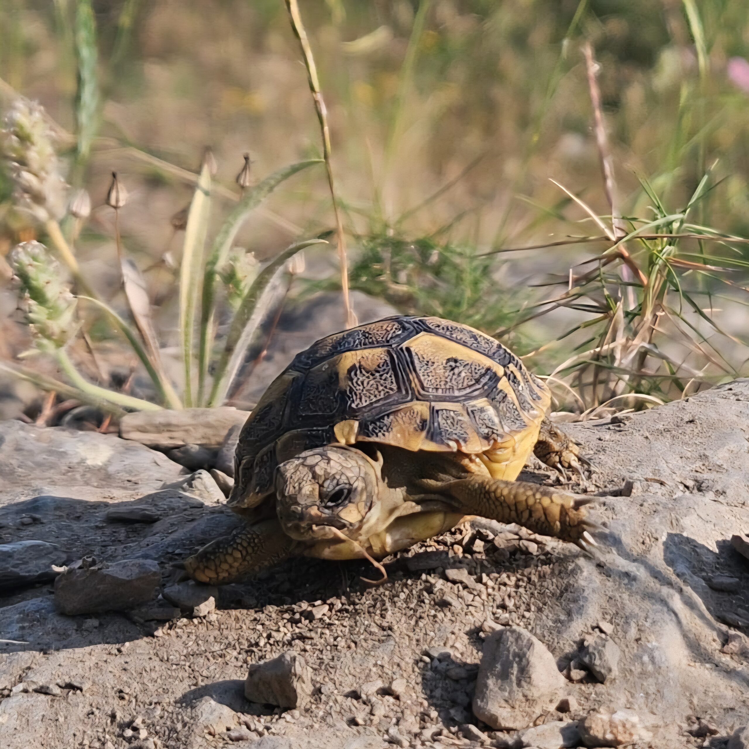 Més de 10.000 tortugues mediterrànies ja han estat reintroduïdes a Catalunya 🐢 - On Anem Avui?