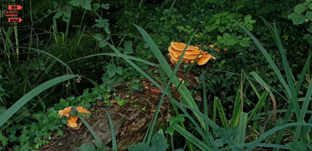 Aiguamolls de la Moixina