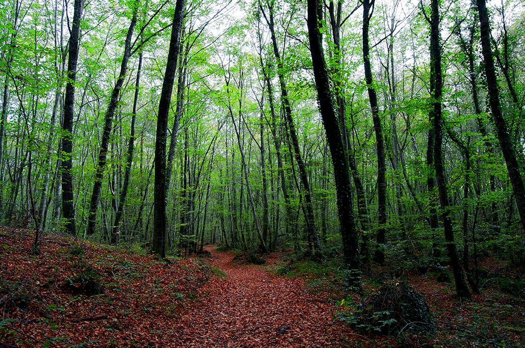 Faigs de la Fageda d’en Jordà a la Garrotxa