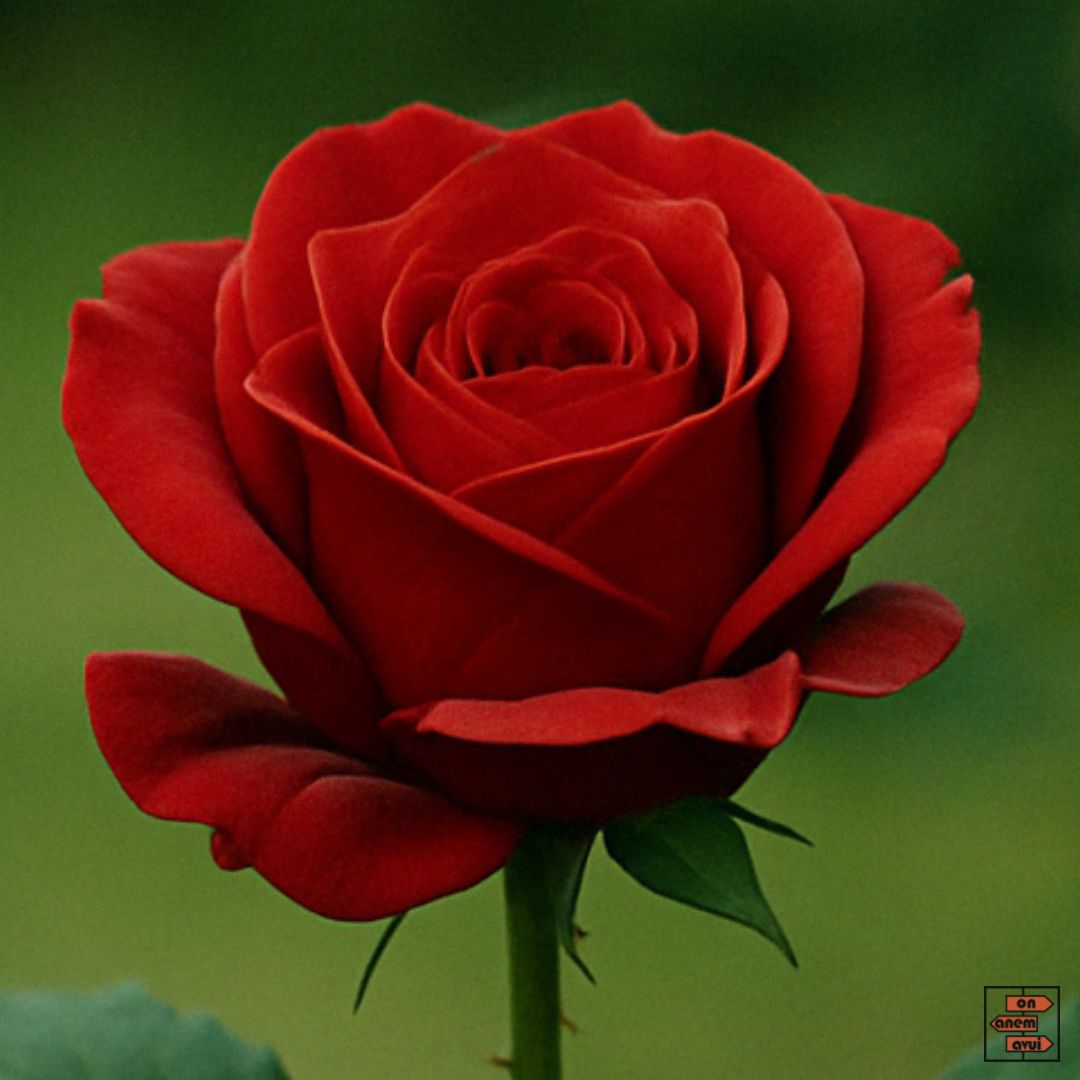 23 + 23 Frases i Felicitacions de Sant Jordi per quedar bé… o molt millor 😍 - On Anem Avui?