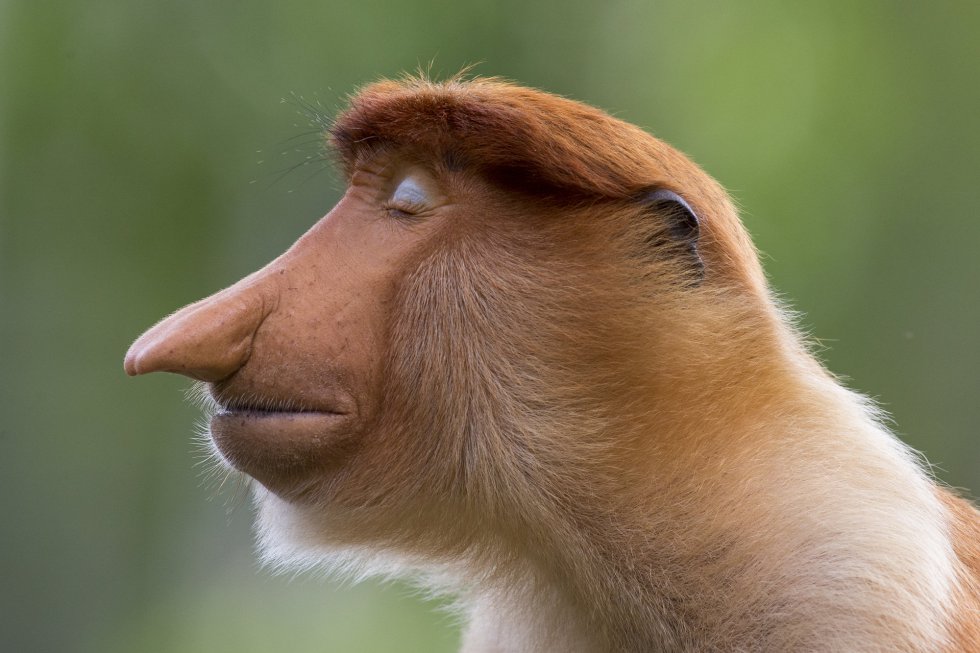 Les millors fotografies de fauna salvatge 2020 - On Anem Avui?