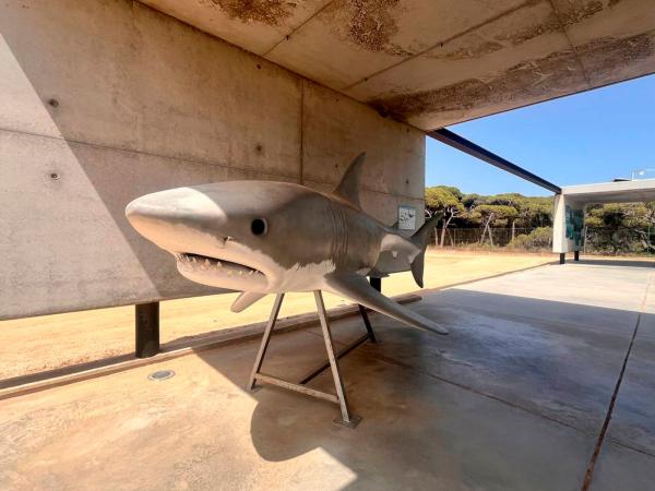 Expedició: Salvem els taurons al Prat de Llobregat