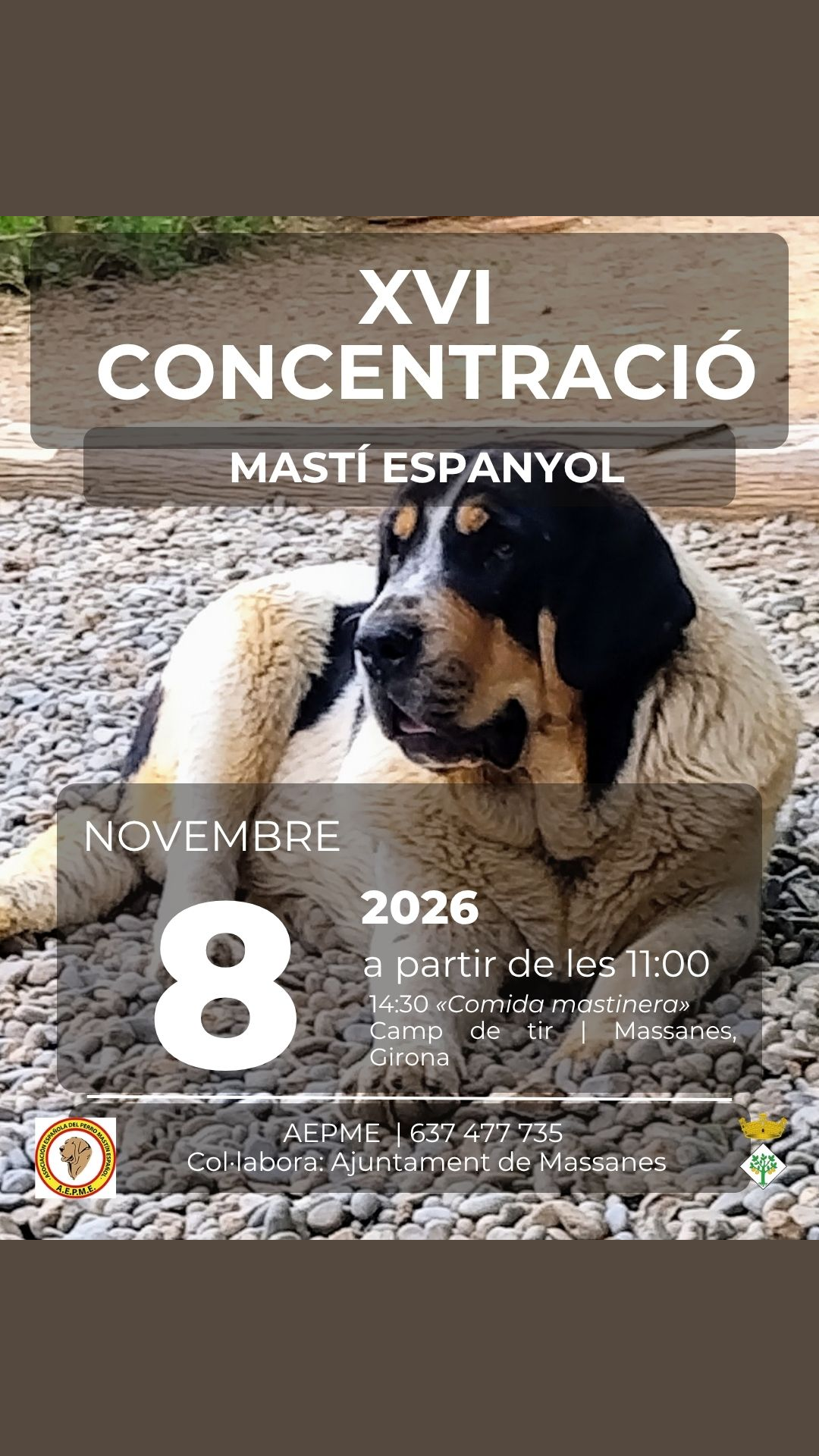 Concentració de mastí espanyol de Massanes