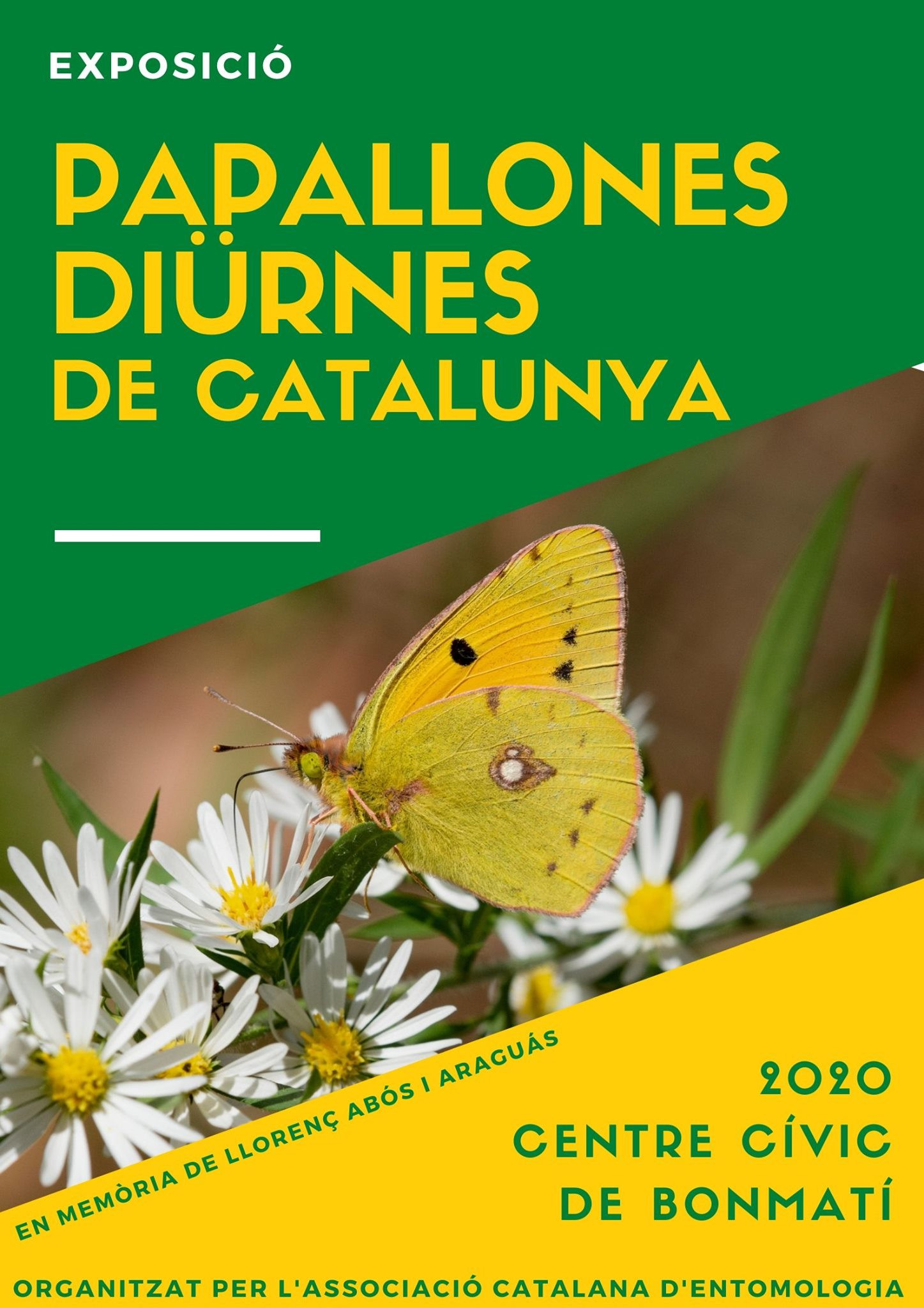Exposició de papallones diürnes a Sant Julià de Llor i Bonmatí