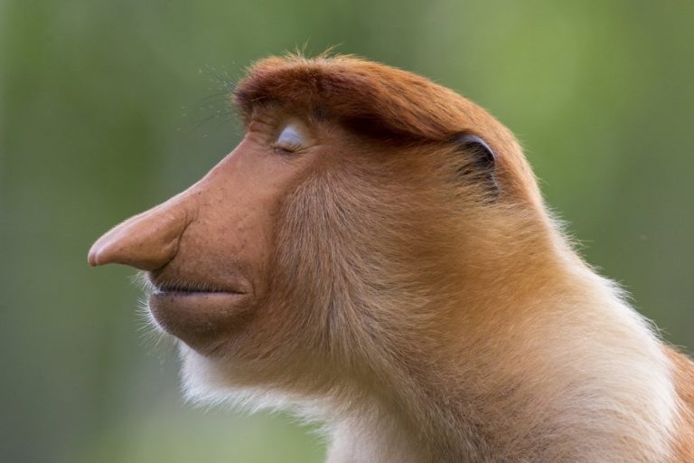 Les millors fotografies de fauna salvatge 2020