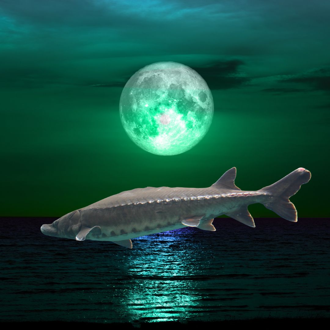 luna esturion