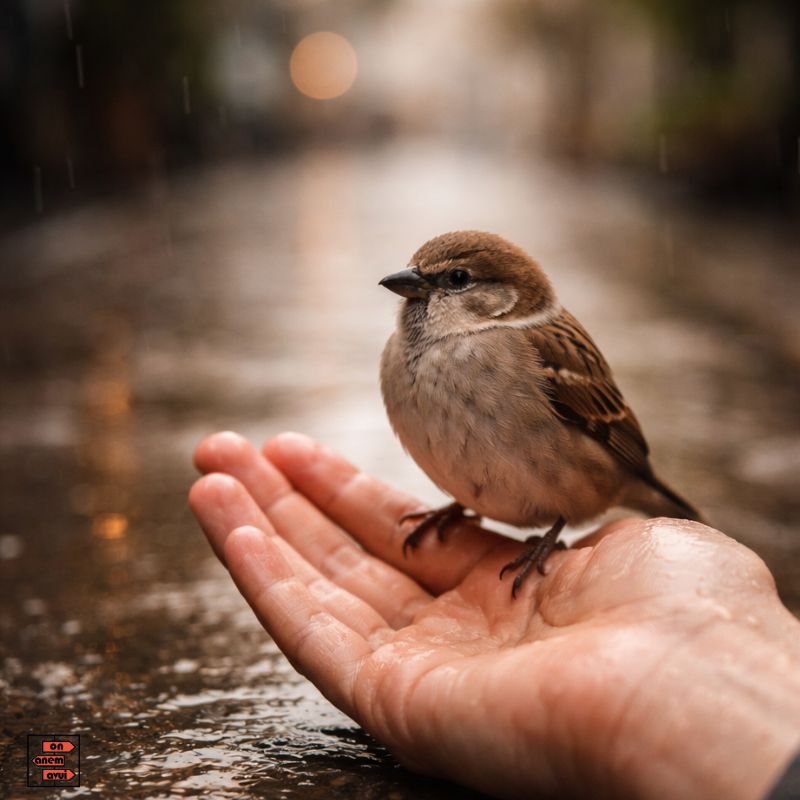 que fer aquest cap de setmana 24 i 25 de gener provincia de girona